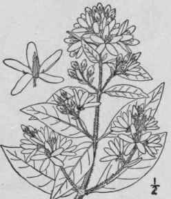 1 Lysimachia Vulgaris L Golden Or Yellow Loosestri 1629