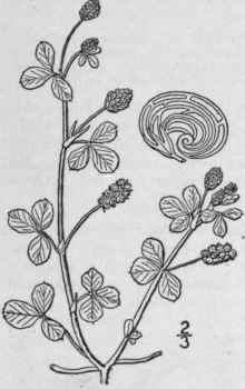 1 Medicago Sativa L Purple Medic Alfalfa Lucerne B 811