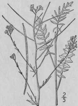 1 Norta Altissima L Britton Tall Sisymbrium 402