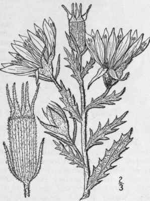 1 Nuttallia N Da Pursh Greene Branched Nuttallia 1320