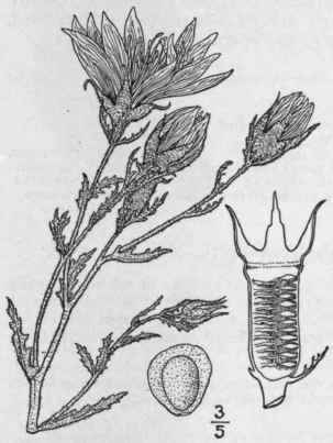 1 Nuttallia N Da Pursh Greene Branched Nuttallia 1321