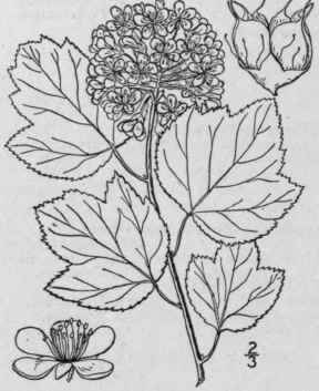 1 Opulaster Opulif Lius L Kuntze Ninebark 555