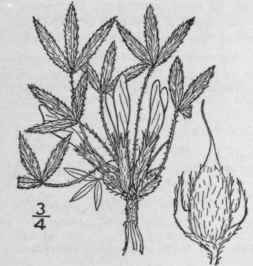 1 Orophaca Caespit Sa Nutt Britton Sessile Flowere 901