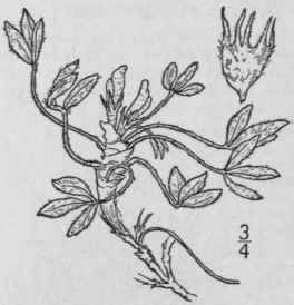 1 Orophaca Caespit Sa Nutt Britton Sessile Flowere 902