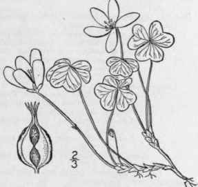 1 Oxalis Acetos Lla L White Or True Wood Sorrel Al 1005
