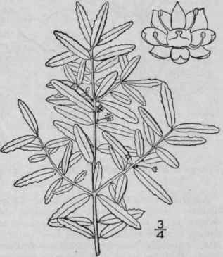 1 Pachystima C Nbyi A Gray Canby s Mountain Lover 1143
