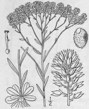 1 Polygala Cym Sa Walt Tall Pine Barren Milkwort 1038