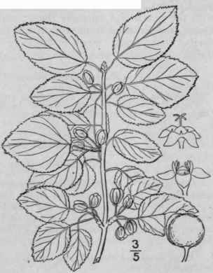 1 Rhamnus Cath Rtica L Buckthorn 1165