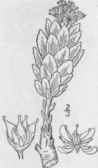 1 Rhodiola Rosea L Roseroot Rosewort Fig 2133 475