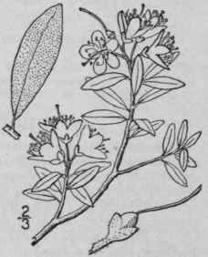 1 Rhododendron Lapp Nicum L Wahl Lapland Rose Bay 1563