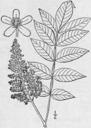 1 Rhus Copallina L Dwarf Black Or Mountain Sumac U 1118
