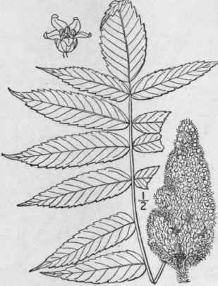 1 Rhus Copallina L Dwarf Black Or Mountain Sumac U 1119