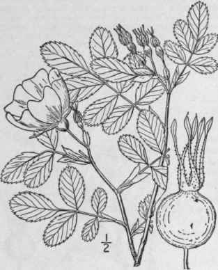 1 Rosa Setigera Michx Prairie Rose Climbing Rose 650