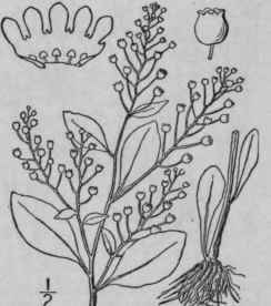 1 Samolus Florib Ndus H B K Water Pimpernel Brookw 1628