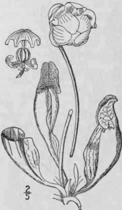 1 Sarracenia Tourn L Sp Pl 510 1753 465