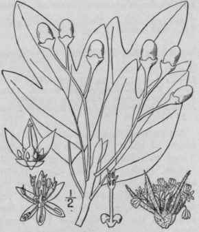 1 Sassafras S Ssafras L Karst Sassafras Or Ague Tr 311