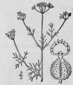 1 Spermolepis Divaric Tus Walt Britton Rough Fruit 1504