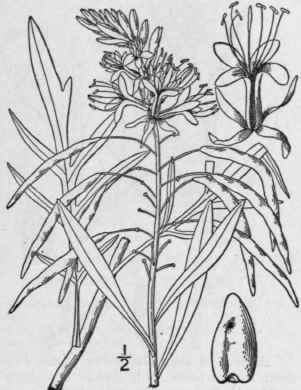 1 Stanleya Pinn Ta Pursh Britton Stanleya 390