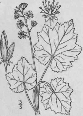 1 Tiarella Cordif Lia L Coolwort False Mitre Wort 514