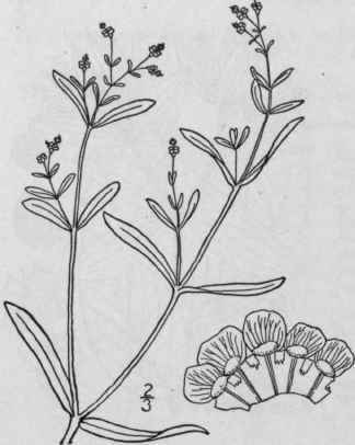 1 Tithymalopsis Coroll Ta L Kl Garcke Blooming Or  1092