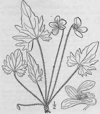 1 Viola Ped Ta L Bird s Foot Or Crowfoot Violet 1266