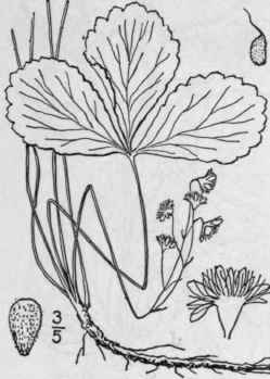 1 Waldsteinia Fragarioides Michx Tratt Barren Or D 616