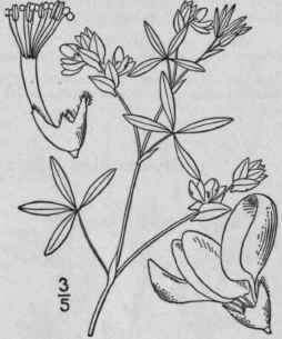 1 Zornia Bracte Ta Walt Gmel Zornia 917