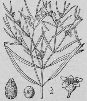 1 Zygophyllidium Hexag Num Nutt Small Angled Spurg 1089