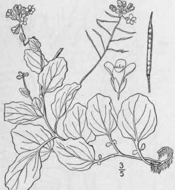 10 Cardamine Rotundifolia Michx Round Leaved Or Am 434