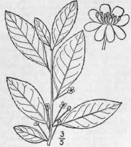 10 Ilex Laevigata Pursh A Gray Smooth Winterberry  1137