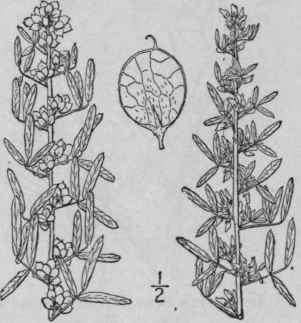 10 Lespedeza Virginica L Britton Slender Bush Clov 948