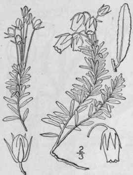 10 Phyll doce Salisb Parad Lond 1575