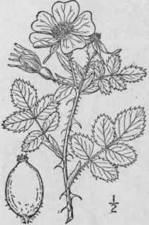 10 Rosa Rubigin Sa L Sweetbrier 658