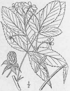 10 Rubus Canad Nsis L Millspaugh s Blackberry 639