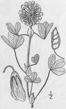 10 Trifolium Refl Xum L Buffalo Clover 825