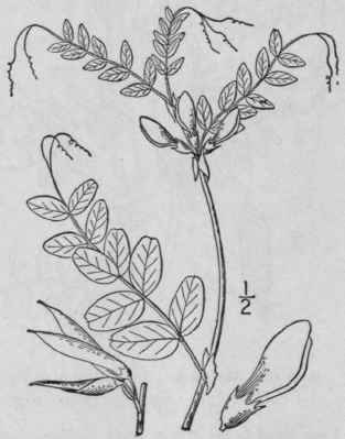 10 Vicia Angustif Lia L Smaller Common Vetch Fig 2 965