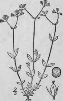 11 Alsine L Ngipes Goldie Coville Long Stalked Sti 102