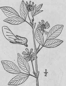 11 Psoralea Stipulata T G Large Stipuled Psoralea  843