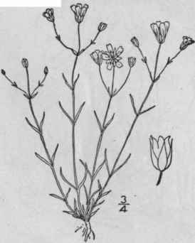 12 Arenaria Tex Na Robinson Britton Texas Sandwort 131