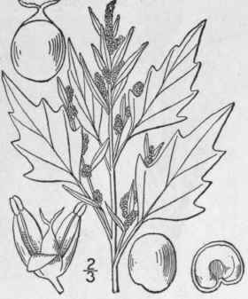 12 Chenopodium R Brum L Red Goosefoot Pigweed 30