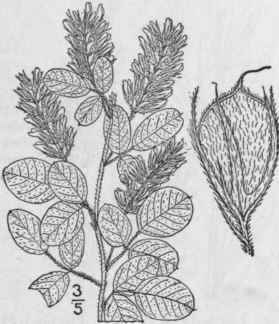 39. Lespedèza Michx. Fl. Bor. Am. 2: 70. 1803. Part 5