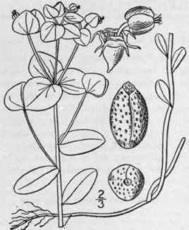 12 Tithymalus Commut Tus Engelm Kl Garcke Tinted S 1106