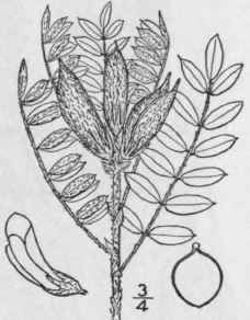 13 Astragalus Lotifl Rus Hook Low Milk Vetch 888