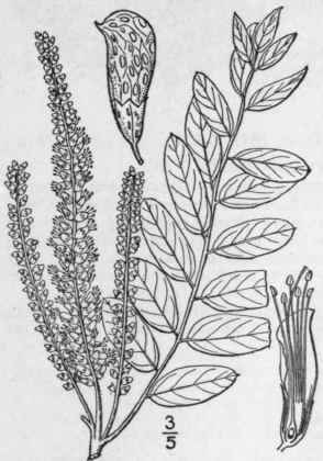 13 Psoralea On Brychis Nutt Sainfoin Psoralea Fren 846