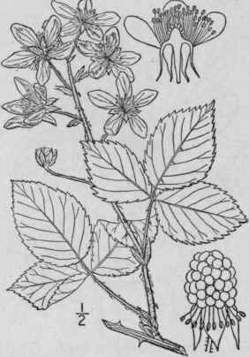 13 Rubus Alleghani Nsis Porter Mountain Blackberry 643