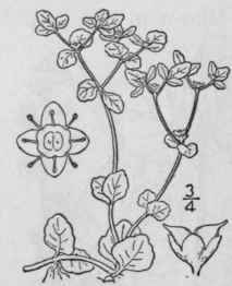 14 Chrysosplenium Tourn L Sp Pl 398 1753 527