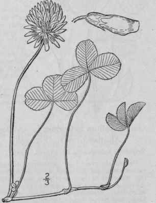 14 Trifolium R Pens L White Dutch Or Honeysuckle C 829