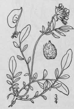 15 Anthyllis Tourn L Sp Pl 719 1753 832