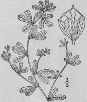 16 Lespedeza Striata Thunb H A Japan Clover 954