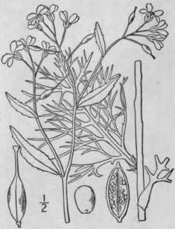 16 Neobeckia Greene Pittonia 3 95 1896 378